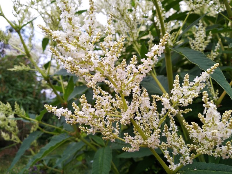 Горец divaricata