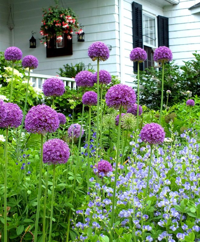 Аллиум Амбассадор Allium Ambassador