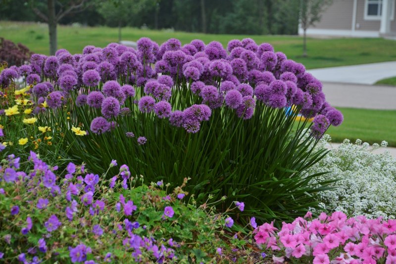 Шнитт-лук Миллениум (Allium Millennium)