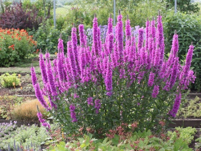 Дербенник иволистный (Lythrum salicaria `Robert`)