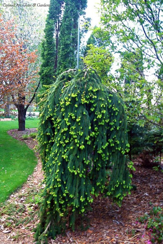 Picea Abies 'Gold Drift'