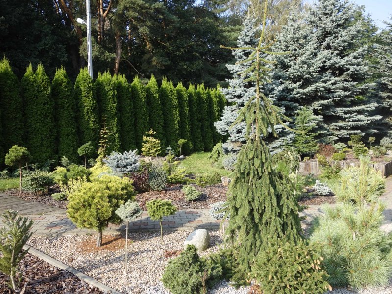 Picea Abies 'Cobra'