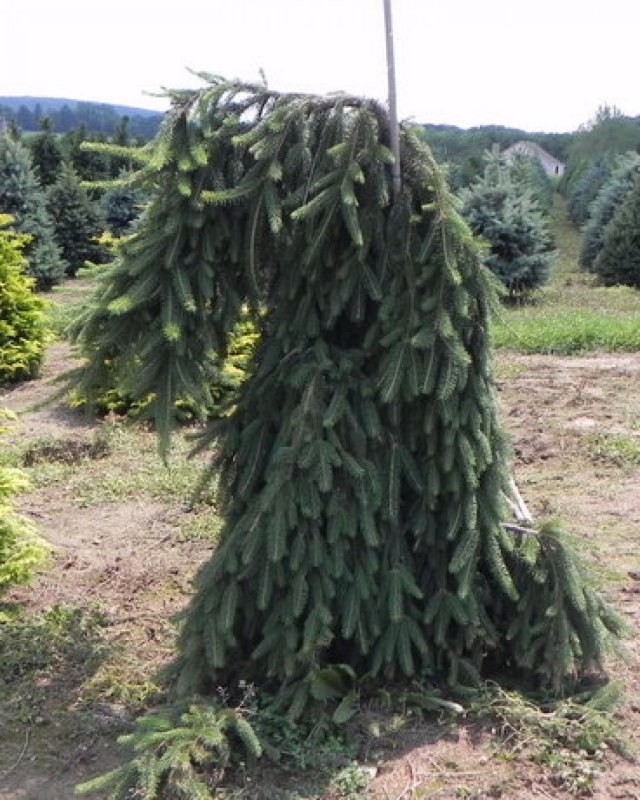 Ель обыкновенная Фробург Picea Abies Frohburg