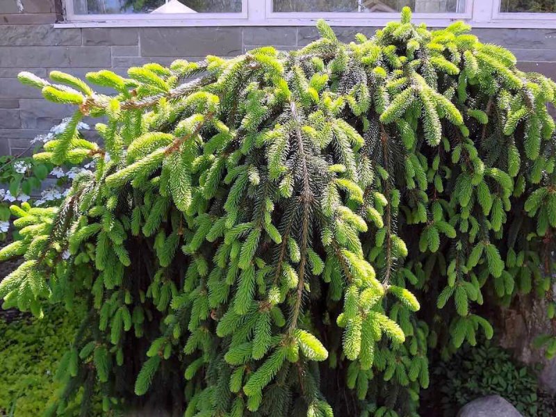 Picea Abies 'Cobra'