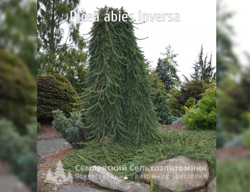 Ель обыкновенная (Picea Abies) Инверса Пендула