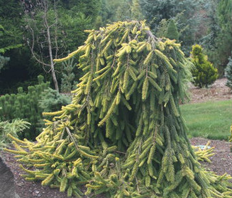 Picea Abies (ель обыкновенная) 'inversa'