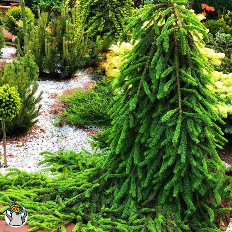 Ель плакучая Фробург