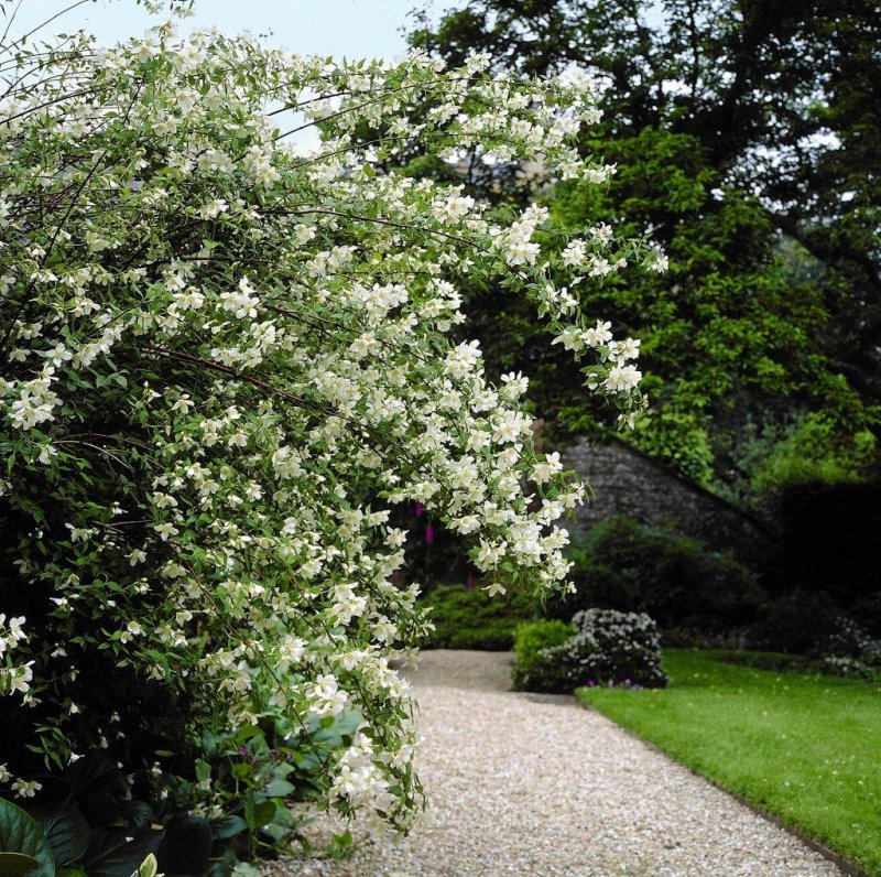 Philadelphus 'lemoinei'