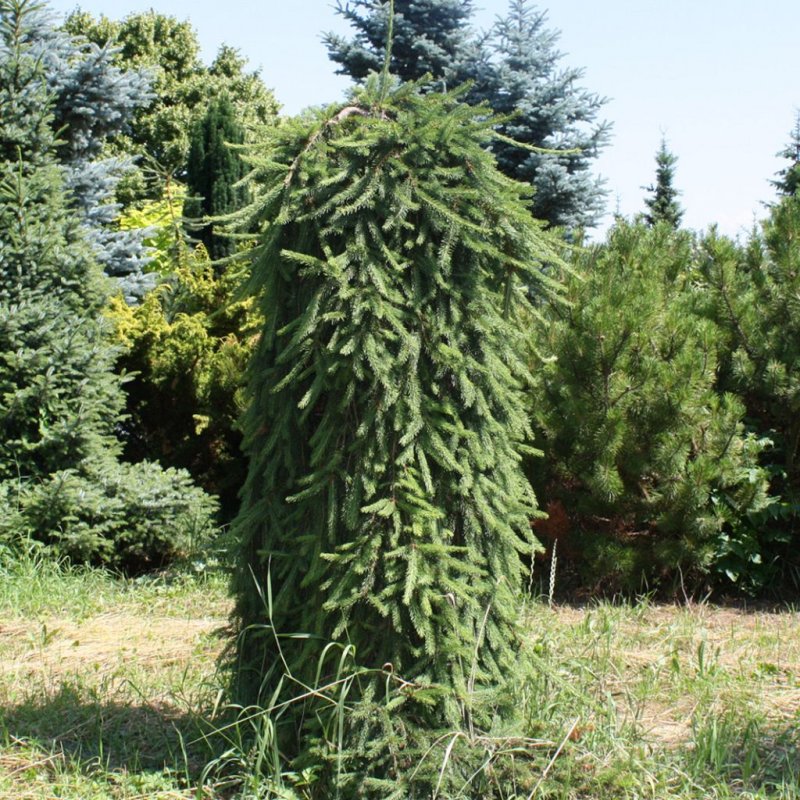 Picea Abies 'Krasickiana'