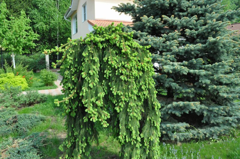Ель обыкновенная Фробург