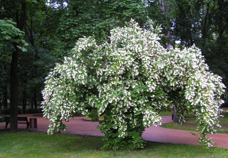 Чубушник венечный куст