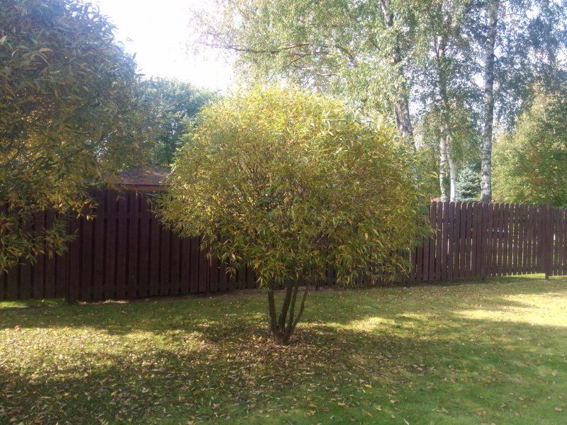 Ива ломкая "Буллата" Salix fragilis 'bullata'