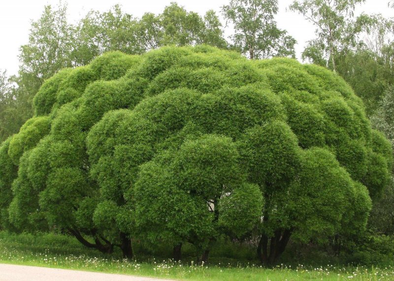 Ива ломкая (шаровидная) Salix fragilis