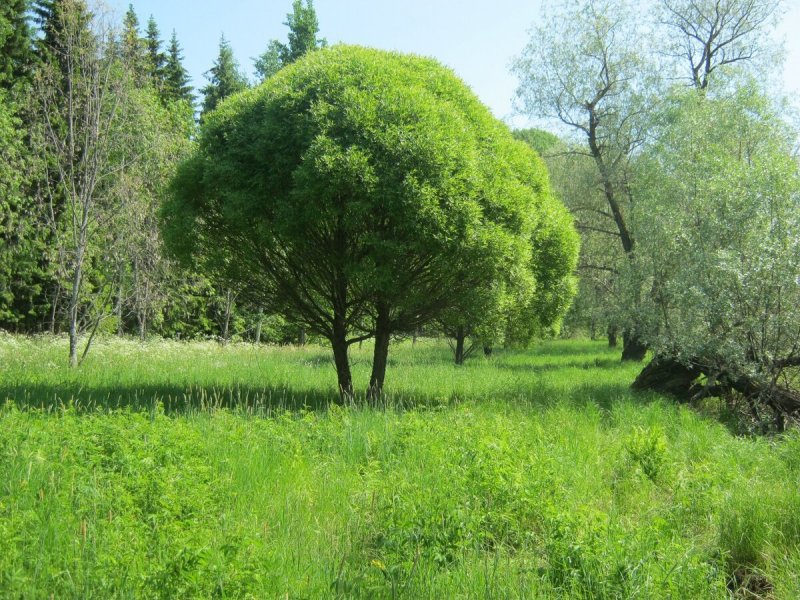 Ива ломкая Ракита