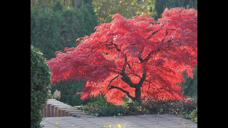 Клен дланевидный Acer palmatum Atropurpureum
