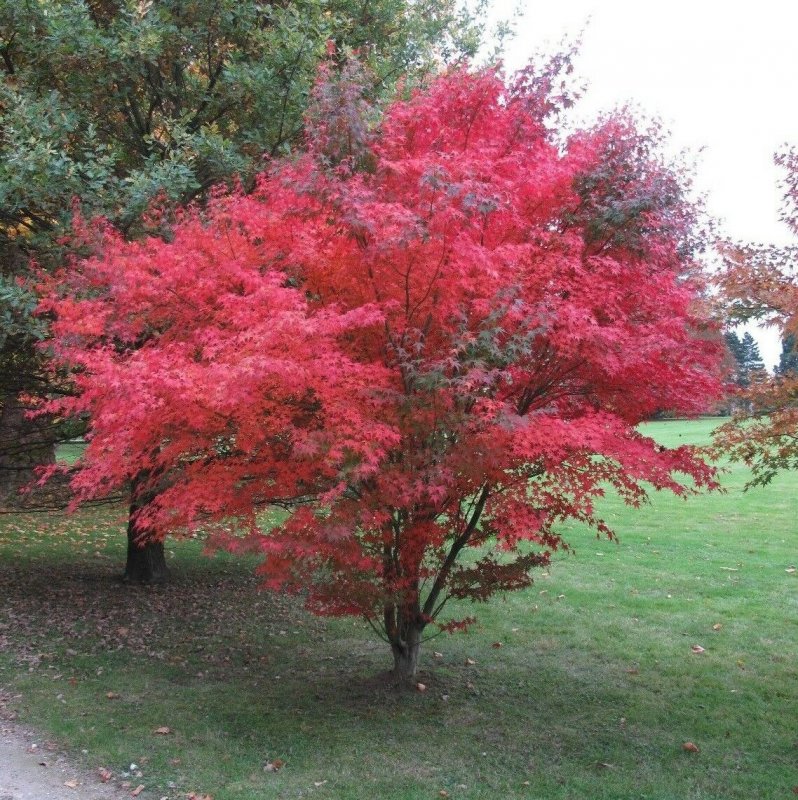 Клен Acer palmatum Atropurpureum