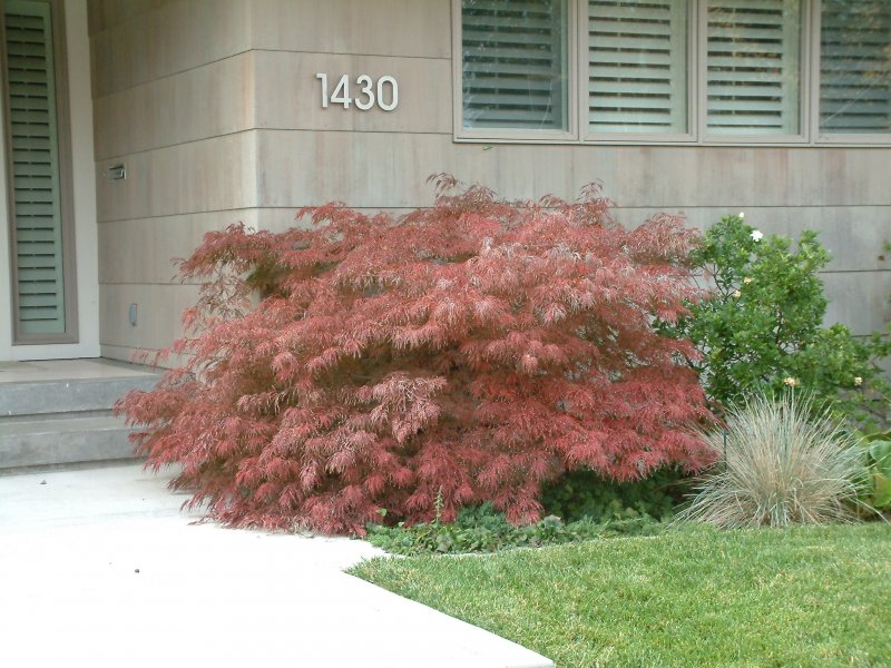 Клен дланевидный Диссектум (Acer palmatum dissectum)