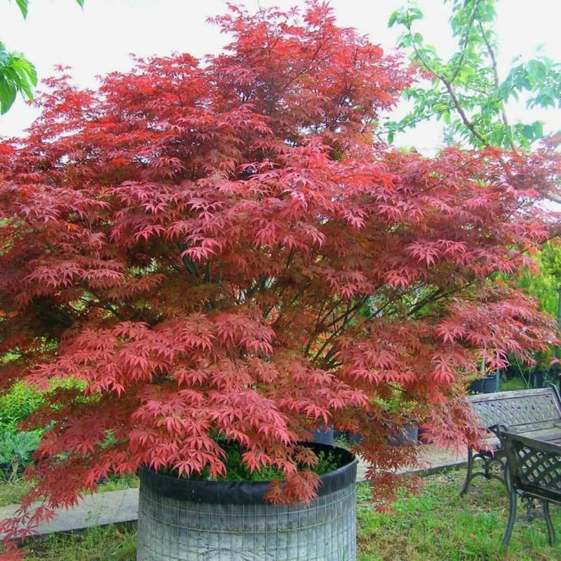 Acer palmatum Atropurpureum