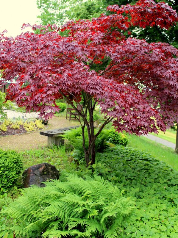 Acer palmatum Atropurpureum формировка