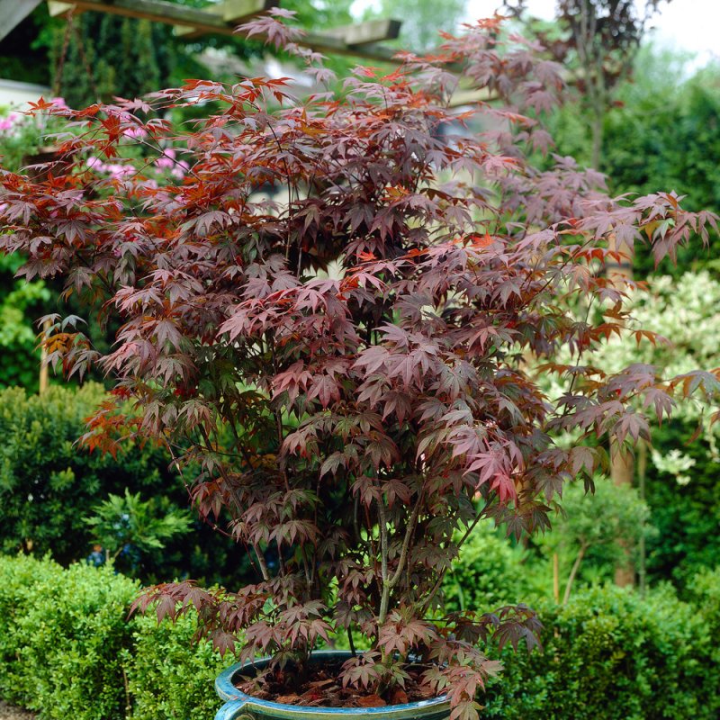 Клен Acer palmatum Atropurpureum