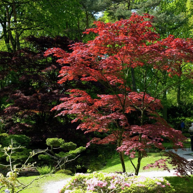 Acer palmatum - klon palmowy Atropurpureum