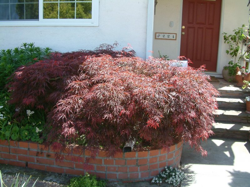 Acer palmatum dissectum Atropurpureum