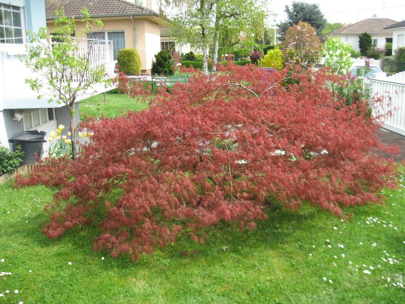 Acer palmatum dissectum Atropurpureum