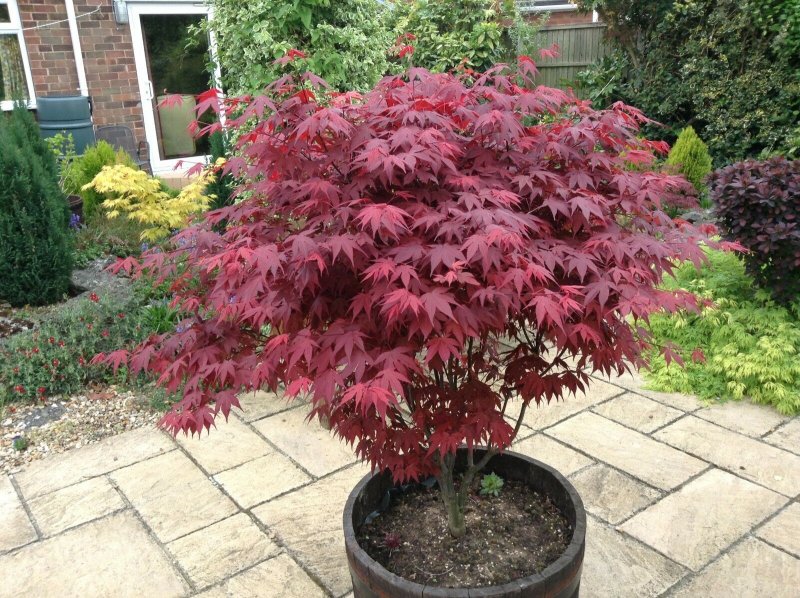 Клен дланевидный Atropurpureum