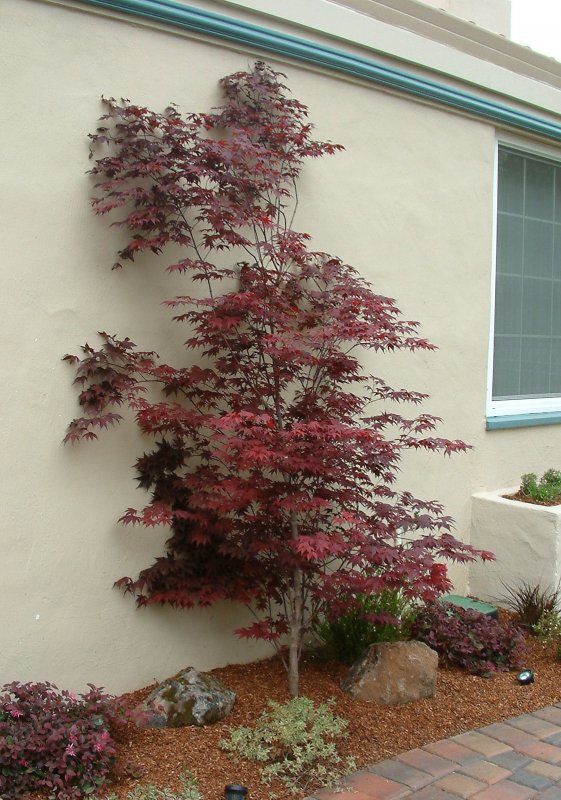 Acer palmatum Atropurpureum