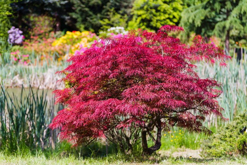 Acer palmatum