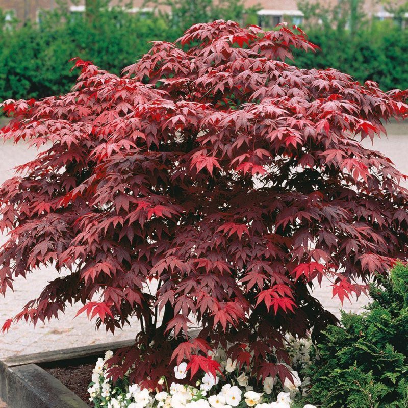 Клен Acer palmatum Atropurpureum