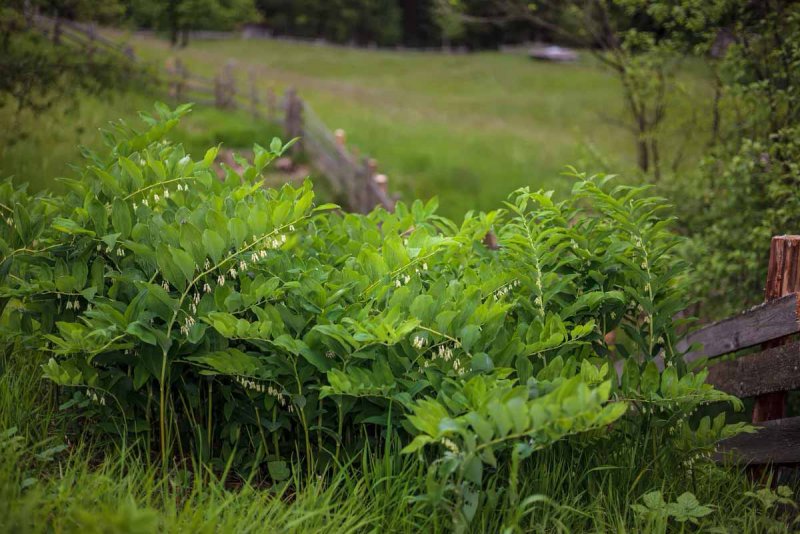 Polygonatum multiflorum