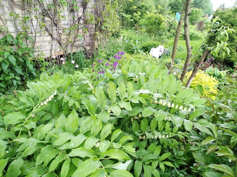 Папоротник,астильба, купена