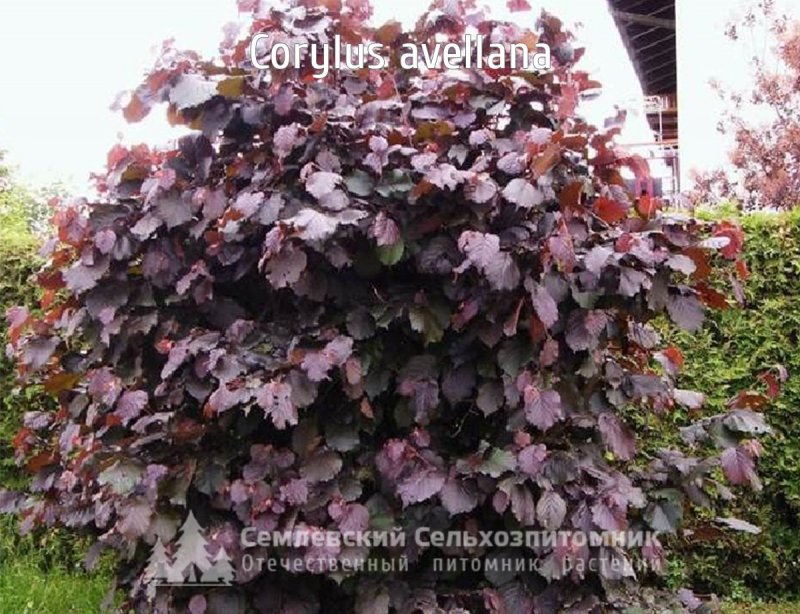 Лещина крупноплодная purpurea