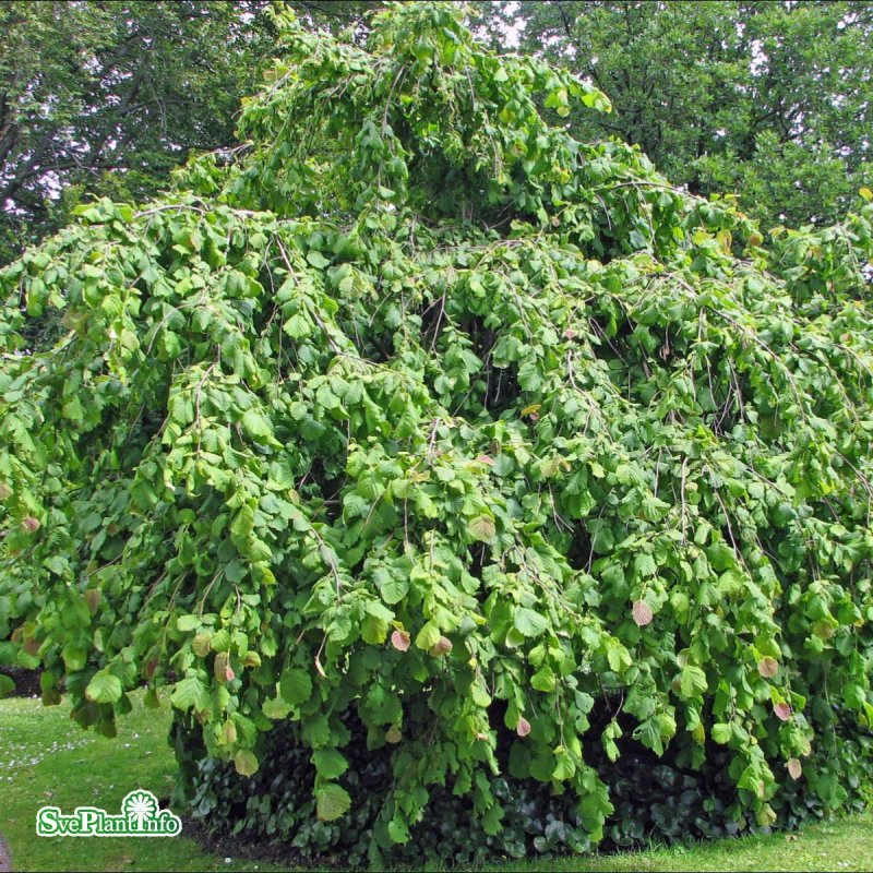 Corylus avellana 'pendula'