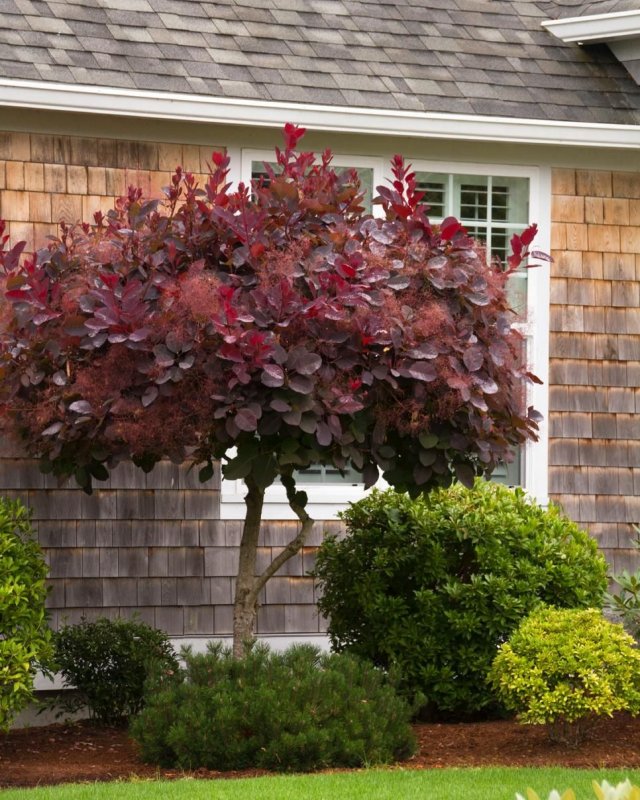Скумпия Кожевенная (Cotinus coggygria `Royal Purple`)