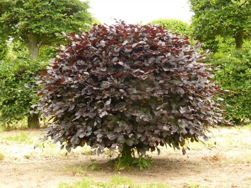 Fagus sylvatica Atropunicea
