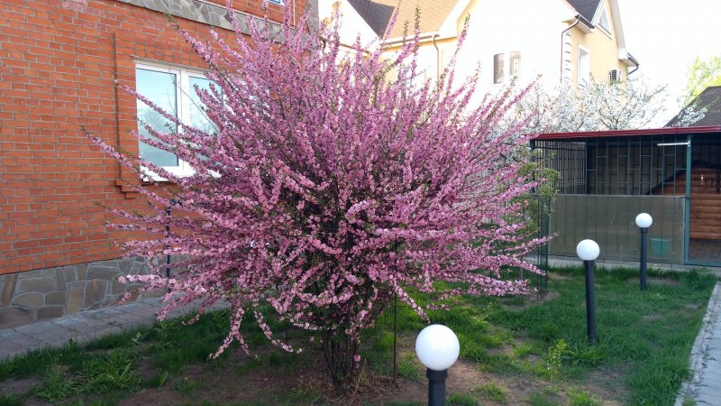 Миндаль Луизиания штамб