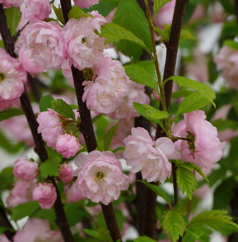 Миндаль декоративный Prunus triloba