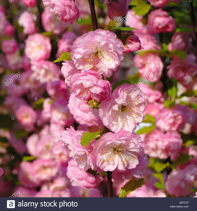 Миндаль декоративный Prunus triloba