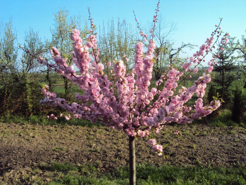 Миндаль луизеания