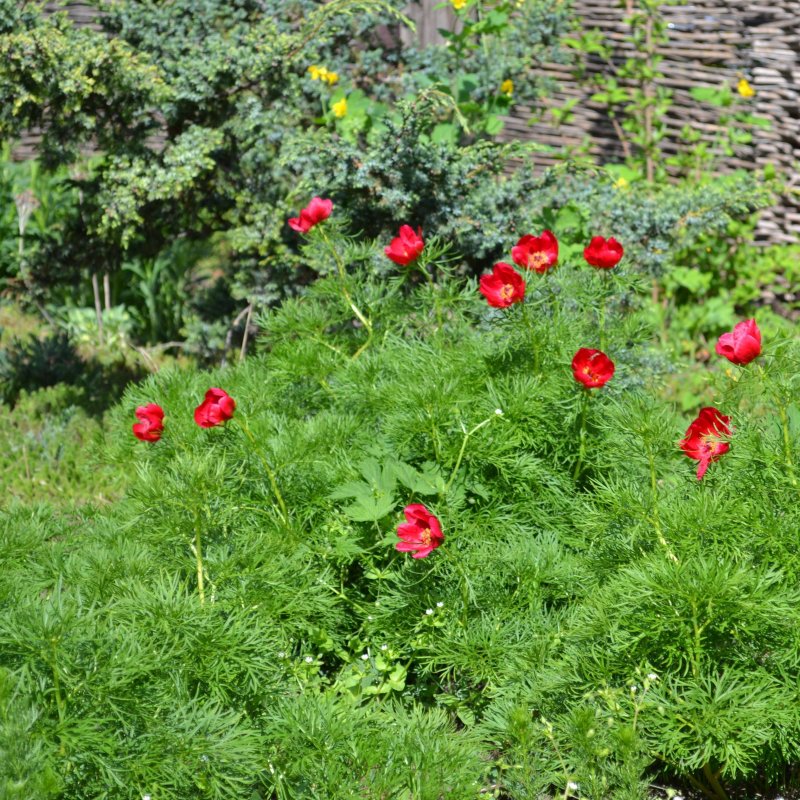 Пион tenuifolia