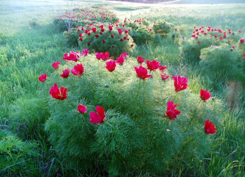 Paeonia x tenuifolia Smoothy