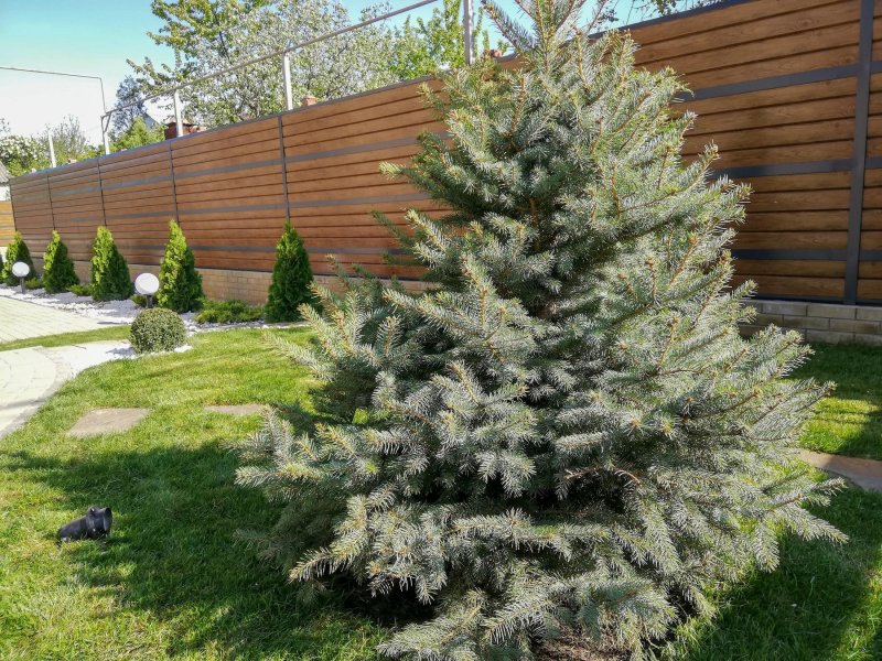 Ель колючая Глаука Глобоза (Picea pungens glauca globosa)