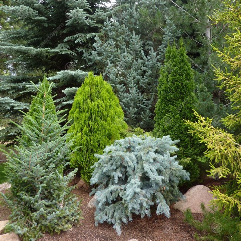 Ель колючая (Picea pungens) ‘glauca globosa’