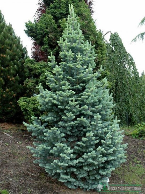 Пихта субальпийская компакта Abies lasiocarpa compacta