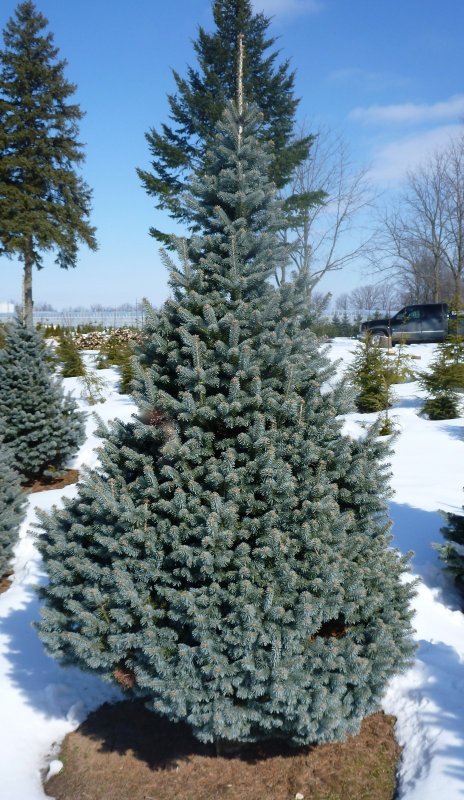 Пихта субальпийская Abies lasiocarpa