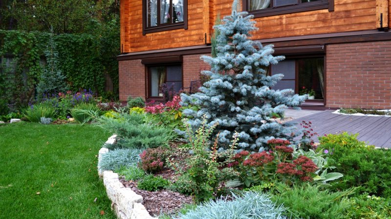 Пихта субальпийская Abies lasiocarpa