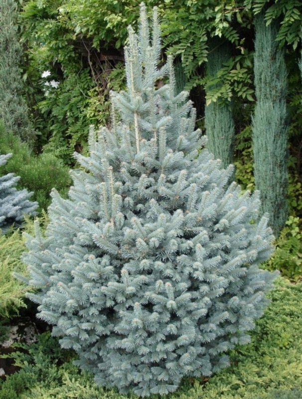Пихта субальпийская (Abies lasiocarpa compacta
