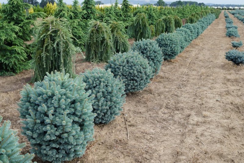 Abies lasiocarpa compacta пихта Горная компакта